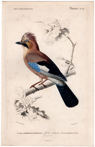 Eurasian Jay